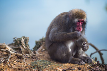 Portrait of Japanese Macaque On Tree at Arashiyama Monkey Park Iwatayama in Kyoto, Japan.