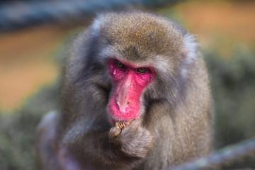 Portrait of Sitting And Eating Japanese Macaque On Tree at Arashiyama Monkey Park Iwatayama in Kyoto, Japan