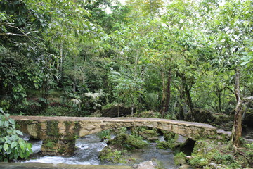 Fototapeta premium Walking in the Peruvian rainforest