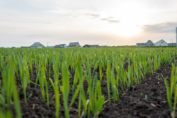 recently sprung sprouts of wheat and rye crops on a farm field, agricultural products and crops, close-up, selective focus