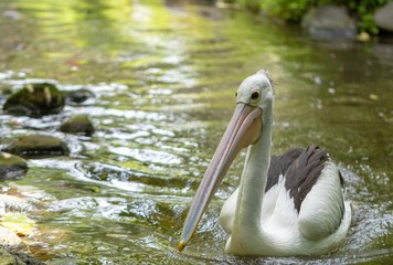 コシグロペリカン