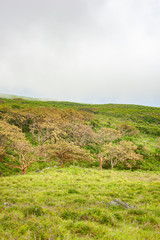 Fototapeta na wymiar Wiliwili Tree, Native Hawaiian Plant, Erythrina Sandwicensis