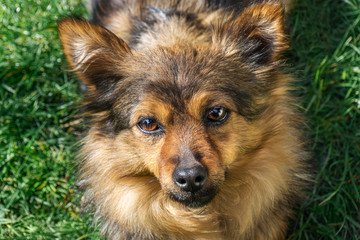 A cute little dog is looking at the camera. A smart and sad look.