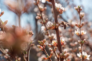 A bee pollinates a spring flower. Cherry blossoms