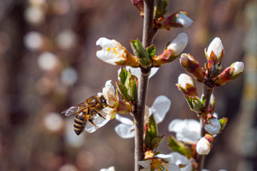 A bee pollinates a spring flower. Cherry blossoms