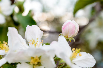 branch with blooming white flowers, cherry blossoms, against the blue blue sky