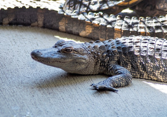 Obraz premium Baby alligator sits near larger gators in a Michigan USA zoo