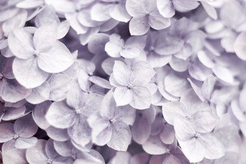 Hydrangea Background. Blue, lilac flowers. Natural floral concept. Botanical flowering background. Selective focus image. Copy space.