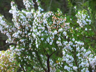 Due to its volcanic activity present on the beach, there is a part where you can dig a hole in the sand and change them in hot tubs.