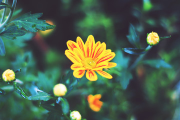 Fototapeta na wymiar beauty yellow flower in the morning
