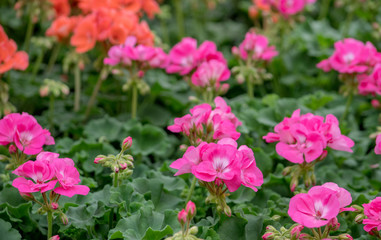 bedding plants of geraniums in red and pink