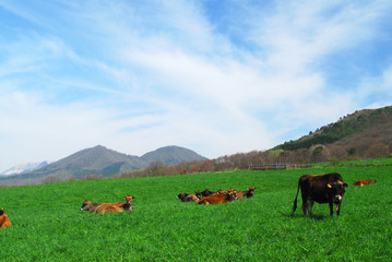 岡山県蒜山高原のジャージー牛