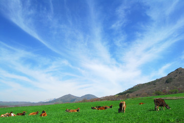 岡山県蒜山高原のジャージー牛