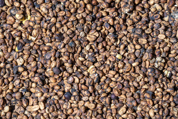 Kopi luwak or civet coffee, is one of the world's most expensive and low-production varieties of coffee