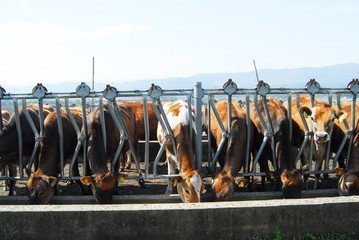 Fototapeta na wymiar 岡山県蒜山高原のジャージー牛