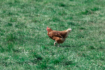 brown-red domestic chicken running quickly across a green meadow, spring green toned image, cross processing look, by daylight