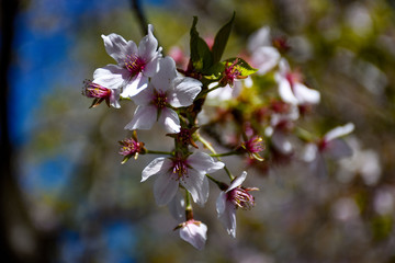 Cherry blossom in Central Park, New York City