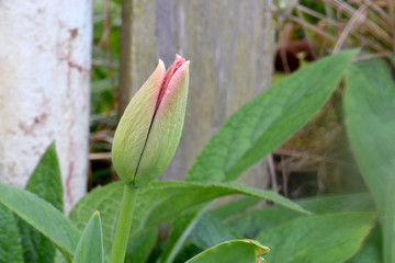 Red Highlight Tulip Bud 02