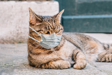 Cat in a medical mask quarantined on the street.