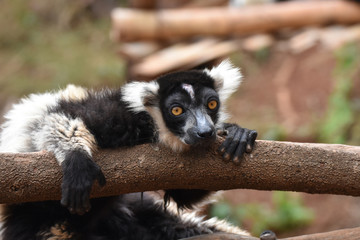 Black-and-white ruffed lemur in in Lemurs' Park, Madagascar