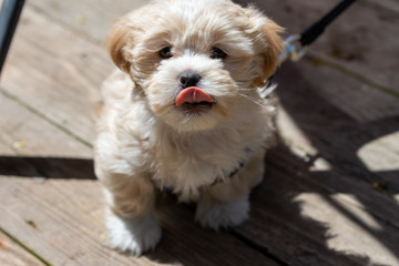 a small white shih tzu bichon frise mixed puppy sticks his tongue out while sitting on a wooden...