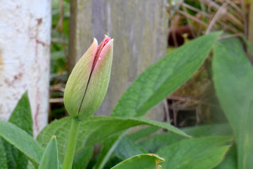 Red Highlight Tulip Bud 05