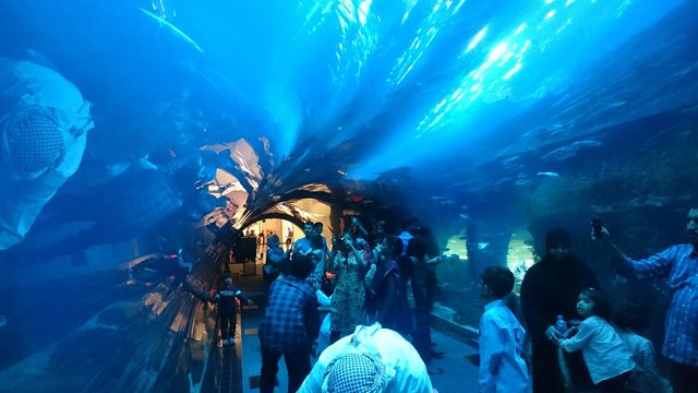 People In Dubai Aquarium And Underwater Zoo