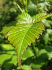 feuille vert