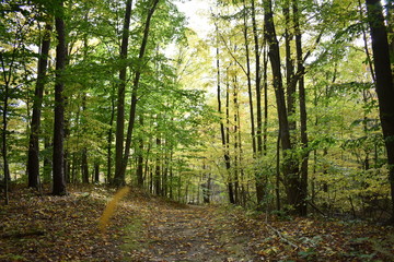 path in the forest