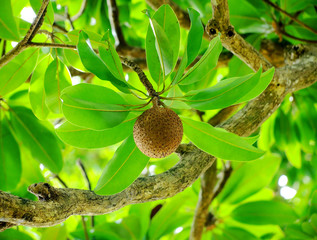 One small mamey fruit, a rare Caribbean native plant.