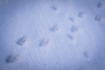 Penguin footprints, Brown Bluff, Antarctic Peninsula.