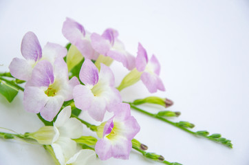 Fototapeta na wymiar Beautiful violet creeping foxglove flower on white background
