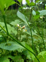Solanum nigrum (black night shade, ranti, lenca, blackberry nightshade, European black night shade) with natural background