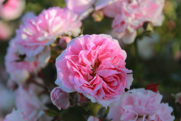pequeñas rosas rosadas