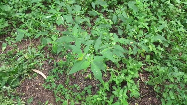 Solanum nigrum (black night shade, ranti, lenca, blackberry nightshade, European black night shade) with natural background