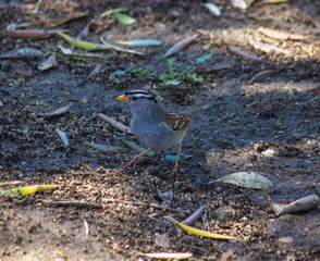 Tiny Bird
