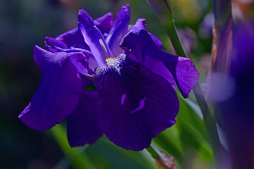 iris bleu mauve en fleur en gros plan