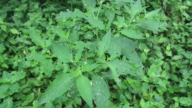 Solanum nigrum (black night shade, ranti, lenca, blackberry nightshade, European black night shade) with natural background