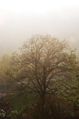 Obraz na płótnie Canvas tree in the fog