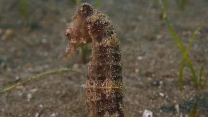 sea horse underwater swim seahorse close up slow motion ocean scenery - Powered by Adobe