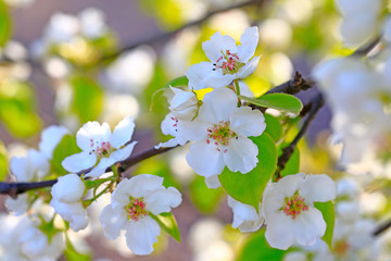 Blooming apricot flowers in the park