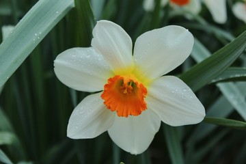 White and Orange Daffodil