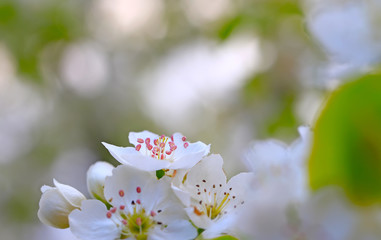 Blooming pear flowers in the garden