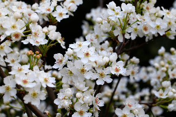 Blooming pear flowers in the garden