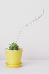 Planta suculenta con flores en recipiente o florero amarillo fondo blanco