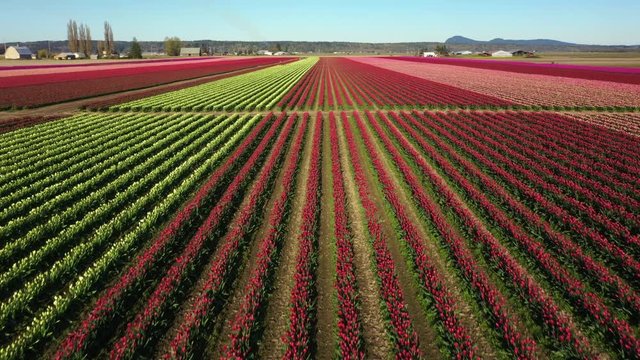 Aerial Drone Video Of the Skagit Valley Tulip Fields in Western Washington State.  