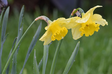 Two Daffodils 28