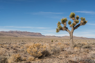 Joshua Tree