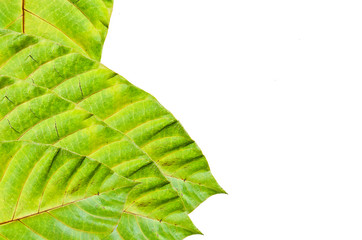 Green pattern of leaves on white background