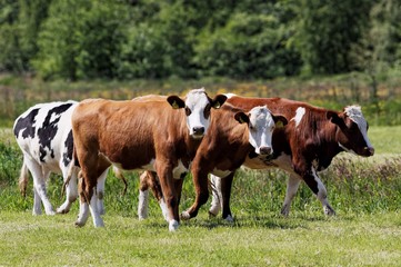 Naklejka na ściany i meble Cows Walking On Grass